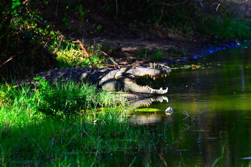 Amazing Wildlife of Sri Lanka