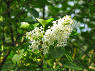 lilac tree is blooming with white flowers