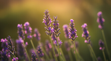Obraz premium Lavender flowers in bloom, illuminated by warm sunset light, with a blurred golden background.