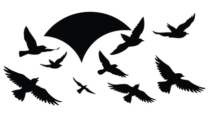 Silhouette of Birds at Sunset