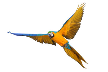 Colorful flying Blue and Gold Macaw parrot isolated on transparent background png file © Passakorn