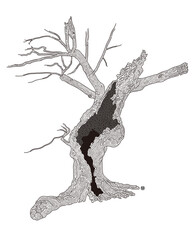 어도비_26 라이프타임트리1