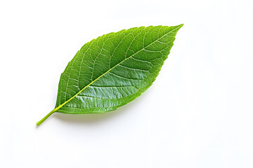 Obraz premium Single green leaf unfolding delicately on a pristine white background in close detail