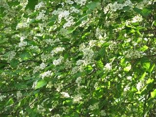 hawthorn tree blooms with white flowers   