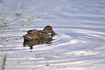 Anas platyrhynchos. duck in the pond. A northern shoveler duck is captured swimming in calm waters....