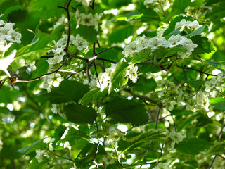 hawthorn tree blooms with white flowers   
