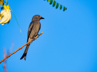 Bird Ashy Drongo in Thailand
