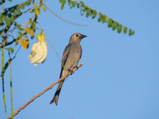 Ashy Drog bird migration in Thailand