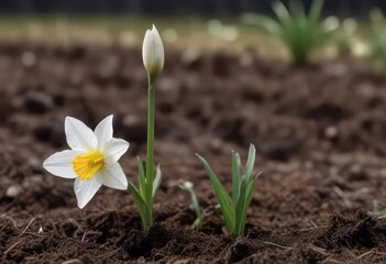 Close-up of a single white daffodil stem emerging from the ground,  white flowers,  daffodil bulbs,  spring growth © dadtophoto
