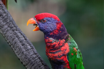 Colorful lorikeet in Hong Kong. Perched on branch, looking at camera, mouth open, tongue visible. 

