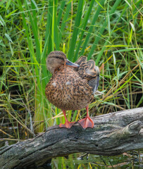Fototapeta premium Common duck foraging on a log (Anas platyrhynchos domesticus)