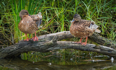 Common ducks on a log (Anas platyrhynchos domesticus)