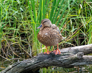 Common Duck looking to its right on a log (Anas platyrhynchos domesticus)