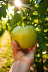 A hand holding a freshly plucked green apple against the backdrop of a lush orchard