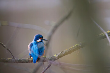 Eisvogel auf der Suche nach Nahrung