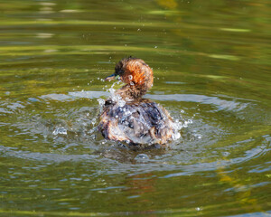 Obraz premium Small duckling splashing in water (Anas platyrhynchos domesticus)