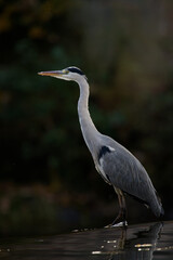 Graureiher unterwegs