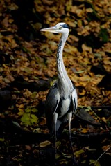 Graureiher im Herbst