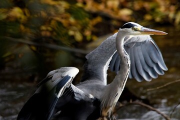 Graureiher im Herbst