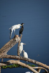 The medium egret, median egret, smaller egret or intermediate egret, is a medium-sized heron. Some taxonomists put the species in the genus Egretta or Mesophoyx. 