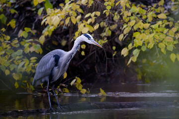 Graureiher auf Nahrungssuche
