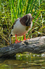 Fototapeta premium Duck on log in the river foraging (Anas platyrhynchos domesticus)