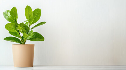 A vibrant green plant in a simple pot, set against a clean, light background, adding a touch of freshness to the space.