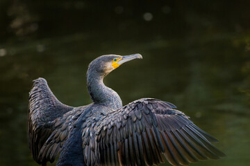 Kormoran beim Entpsannen