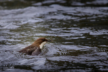 Wasseramsel mit Beute