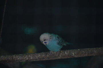 Semnopithecus is a genus of Old World monkeys native to the Indian subcontinent, with all species with the exception of two being commonly known as gray langurs. 