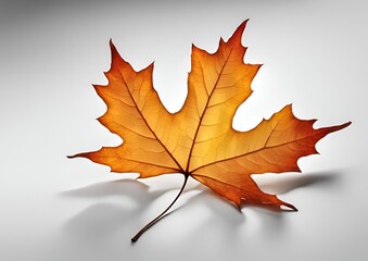 Obraz premium Maple Autumn Leaf on white light background