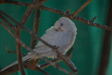 Semnopithecus is a genus of Old World monkeys native to the Indian subcontinent, with all species with the exception of two being commonly known as gray langurs. 