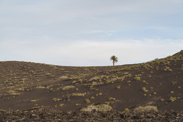Single palm tree in the volcanic landscape of Lanzarote.