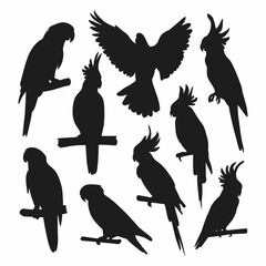 Vector parrot silhouettes of amazon jungle isolated on white background © Nabo 