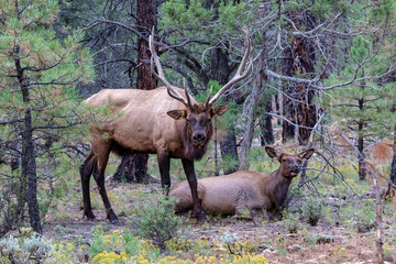 A pair of Rocky Mountain Elks (Cervus elaphus nelsoni, Rocky Mountain national park. Female laying on ground; Male with large antlers standing over her. 
