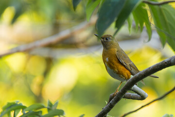 Eyebrowed Thrush, White-browed Thrush, Dark Thrush (Turdus obscurus )  in nature