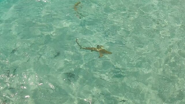 Sharks swim in the Indian Ocean in the Mal&eacute; atoll in Maldives