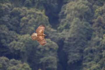 Mountain hawk eagle in flight in the Taiwan mountains and forest