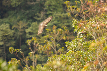 Mountain hawk eagle in flight in the Taiwan mountains and forest