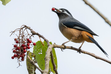 White-eared sibia perched in a tree in the mountains of Taiwan