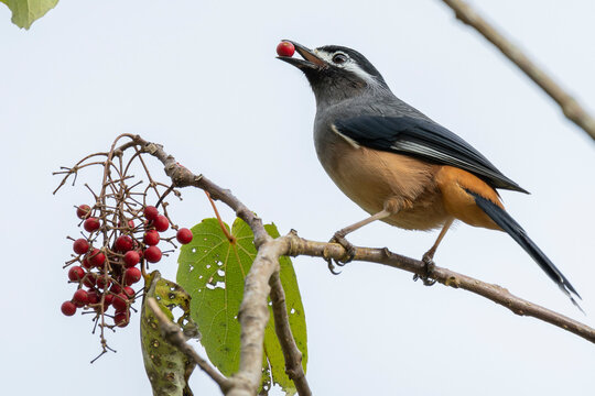 White-eared sibia perched in a tree in the mountains of Taiwan