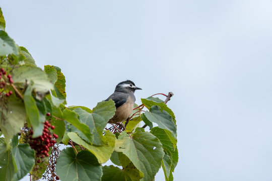 White-eared sibia perched in a tree in the mountains of Taiwan