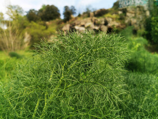 View of a scrubland mountain, standing out in a serene and picturesque setting.
