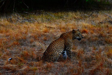 Amazing Wildlife of Sri Lanka