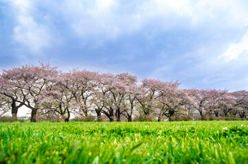 Fototapeta premium Sakura tunnel and walkway with japanese cherry blossom blooming in Shiroyama Park, Iwate, Japan