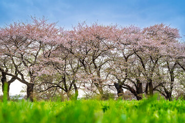 Fototapeta premium Sakura tunnel and walkway with japanese cherry blossom blooming in Shiroyama Park, Iwate, Japan