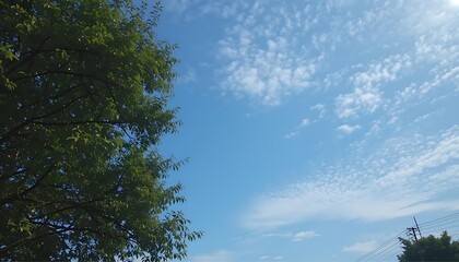 Obraz premium Serene Summer Sky: Lush Green Foliage Against a Blue Sky with Puffy Clouds