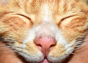 Orange cat face with eyes closed