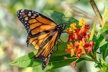 White spotted rose beetle A Beneficial Insect for Pollination and Organic Recycling Oxythyrea funesta