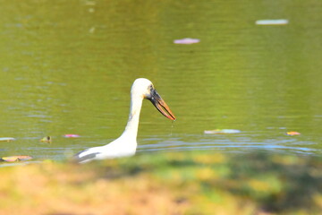 Amazing Wildlife of Sri Lanka